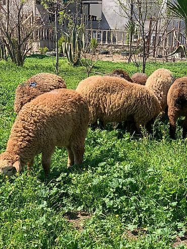 Qoyun sürüsü – ət və yun istiqamətli - Cins: yerli ət-yun istiqaməti