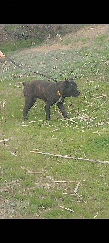 mayali yumurta satisi: Kane-Korso, 2 il, Erkek, Ödənişli çatdırılma — 2