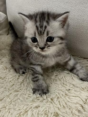 pulsuz verilir: Britan — 2