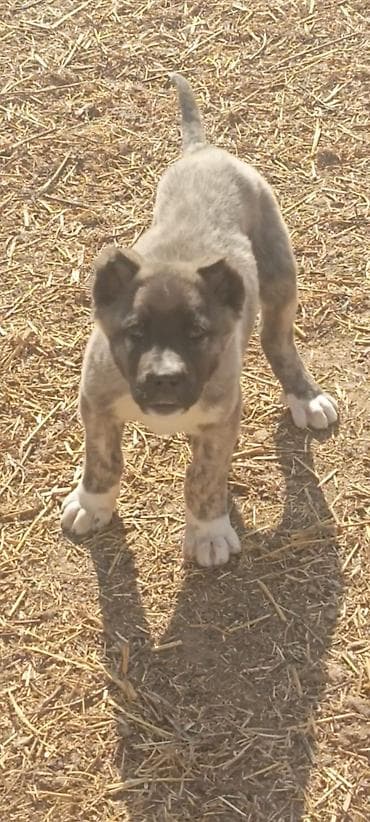 en ucuz itler: Kanqal, 2 ay, Erkek, Peyvəndli, Ünvandan götürmə — 4