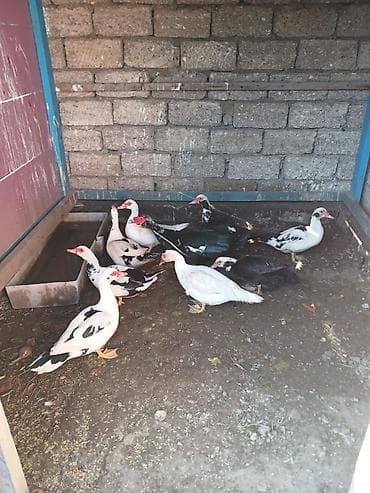 kuban ordeyi: 9 ədədi -230 azn.Lal ördəkləri (indo-duck) – müxtəlif rənglərdə sürü — 5