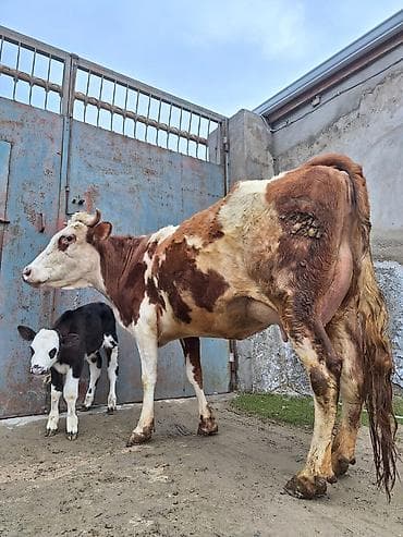 Atlar: 14 litir süd verir 7 gündü doğub 3 qarına doğub balası erkəydi — 4