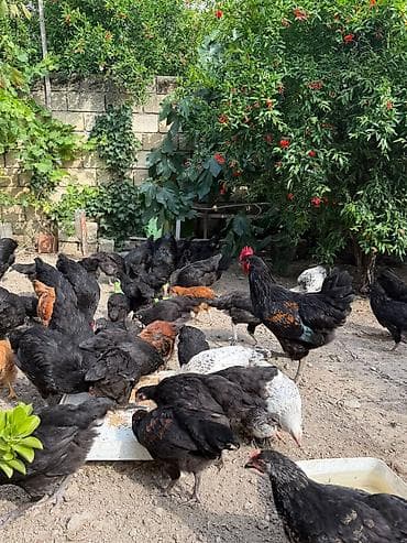 eşşək sudu satışı: Ay yarimliqdan 4 ayliqa qeder var. Temiz qan. astrolop toyuqlari — 7