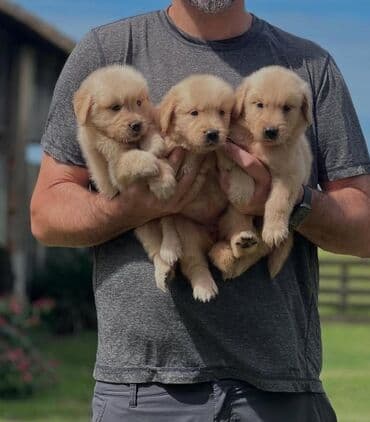 dişi: Labrador-retriver, 2 ay, Dişi — 1