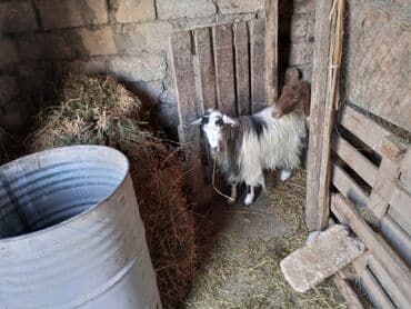 yerli cins inekler: 6 ayliq ivanofka ineyin balasi 1 yasli disi keci 1 qoca qoyun Hamisi — 4