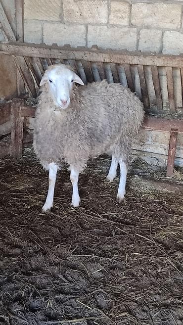 atlar: Erkekdir Qurbanlıqa tam yararlıdır qabirgadan doludu. Kurdexanidadi — 4