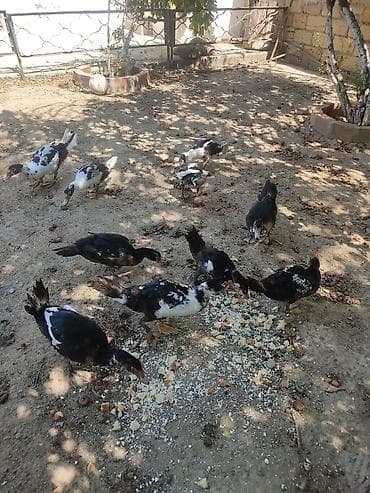 balaca itler satilir: Tam sagllam Lal ordekler. 10 ededi. qiymet. hamsina. aiddi tek tek — 6