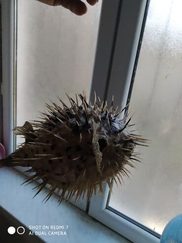Şamdanlar: Рыба -еж рыба-шар чучело в наличии 2 шт — 2