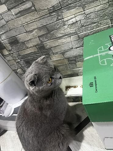 ev itiləri: Şotland, Dişi, Ünvandan götürmə — 1