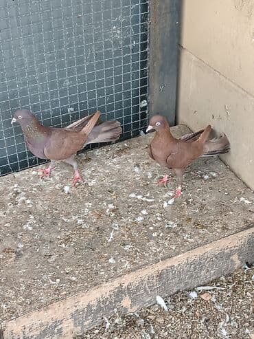 dəvəquşu yumurtası qiyməti: Şəkillərin hamısına baxın. hər cinsdə quşlar satılır . qiymət biri — 7