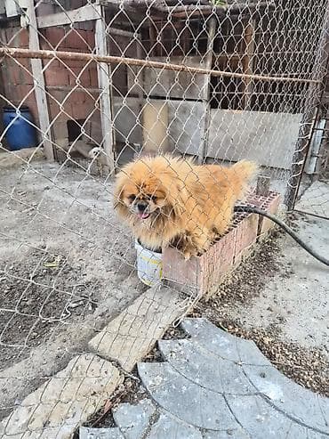 xasqi itleri: Pekines, 2 il, Erkek, Peyvəndli, Ünvandan götürmə — 4