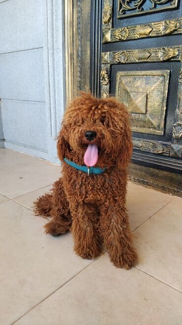 qızıl quş: Pudel, Erkek — 5