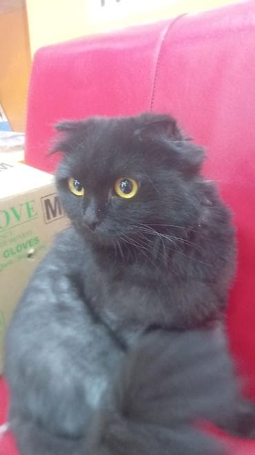 Heyvanlar üçün mallar: Şotland yastı qulaq — 1