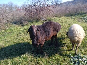 cins ineklerin qiymeti: İKİ YAŞ YARİMLİQ. Diri çəkisi 100 kq.TAM SAQLAM. QOYUN SURMEYNE SOZ — 1