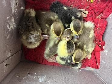 İtlər: Dişi, | Lal ördək, Ətlik, Ünvandan götürmə — 2