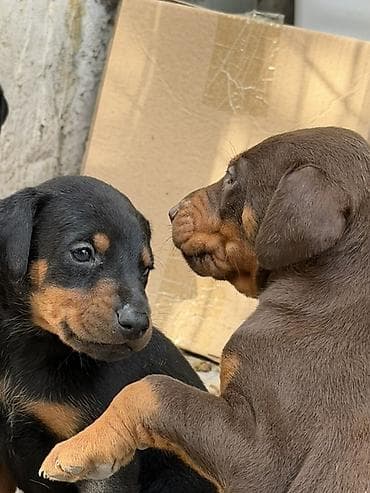 doberman satilir: Doberman, 1 ay, Ünvandan götürmə — 10