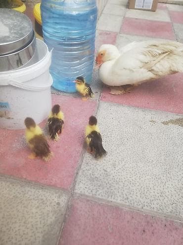 cex quşlar: Dişi, | Lal ördək, Damazlıq, Ünvandan götürmə — 2