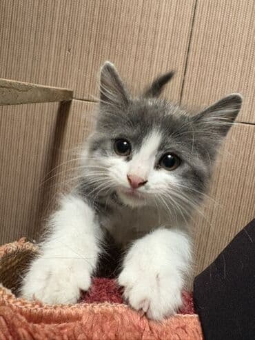 возьму котенка бесплатно: В добрые руки — 2