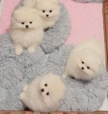 pomeranian spitz satisi: Şpitz, 2 ay, Ünvandan götürmə — 1