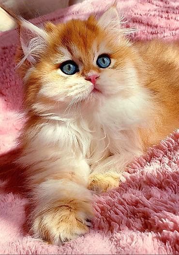 dana heyvan: Золотая шиншилла — 2