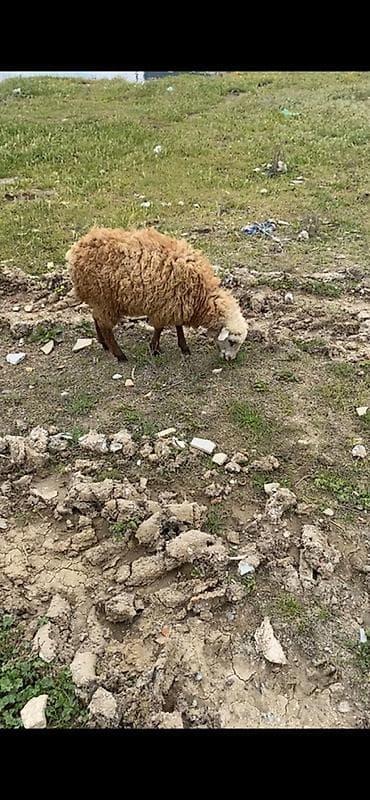 balaca meymun satisi: 6 dene quzudu 5 dişi 1 erkey — 2