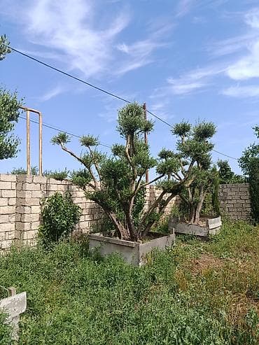 beryoza agaci: Bonsai üslubunda formalaşdırılmış zeytun ağacları - Növlər: Zeytun — 1