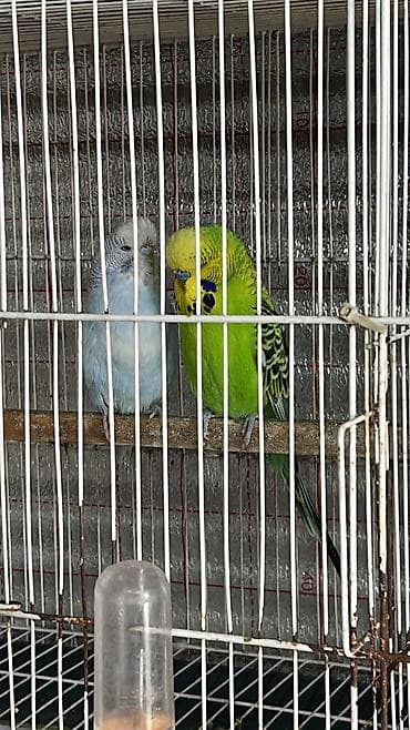 amadin yuvası: Cex cutu 60ve70 arasi deyisir valinst hazir bala veren cutler 30 azn — 9