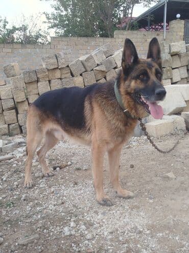 it darağı: Alman çoban iti, 2 il, Erkek, Peyvəndli — 4