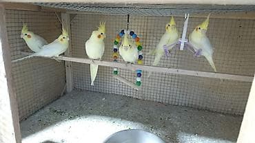 korella cüt: Tutuquşları — 5