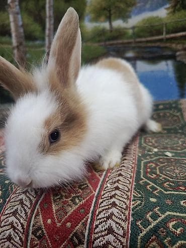 BMW: Dovşan Ag kariçni Yarı cırtdan çox gözəl Sort dovşandı. Şəkillərdə — 1