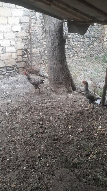 meşe xoruzu: Xoruz, Ağdam, il: 2, Ünvandan götürmə — 5