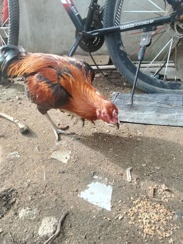 Digər heyvanlar: Xoruz, Heyratı, il: 1 — 5