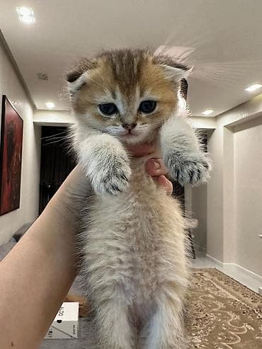 pisik cinsleri: Şotland, Dişi, Erkək, Pulsuz çatdırılma, Rayonlara çatdırılma, Ödənişli çatdırılma — 2