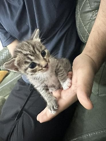 Pişiklər: Tabbi, Yaxşı əllərə — 5