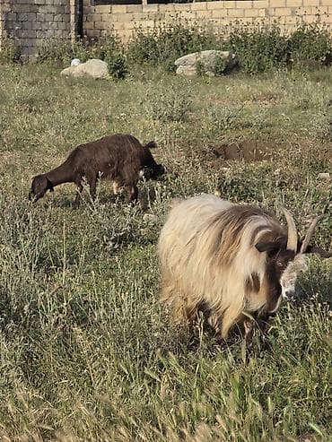itlerin ucuz qiymete satisi: Heyvanlar tam sağlamdır təcili pul lazım olduğu üçün satılır üçüdə — 8