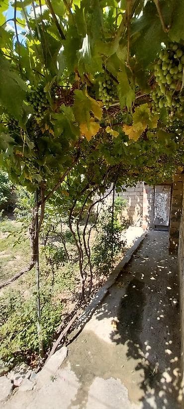 umid qəsəbəsi: Kupça (Çıxarış) — 3