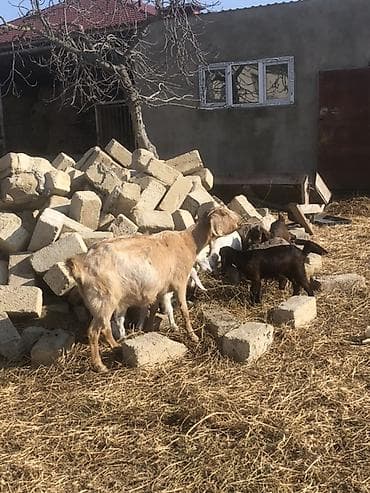 keçi dişi: Məhsul: Ev təsərrüfatı üçün keçilər Təsvir: - Fotoşəkillərdə müxtəlif — 3