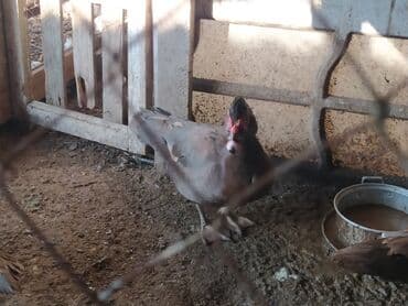 K/t heyvanları və malları: Elanı diqqətlə oxu, sonra əlaqə saxla.barter və çatdırılma — 2