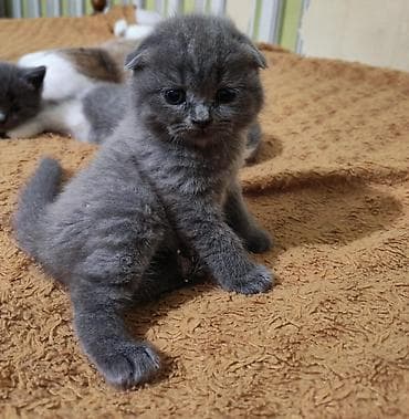 it satısı: Britan, Erkək, Yaxşı əllərə, Ünvandan götürmə — 4