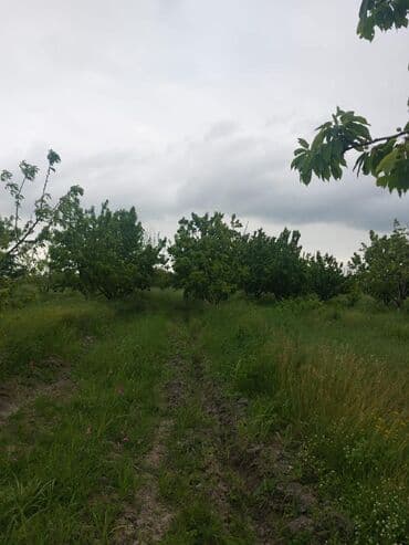 tuya ağacı yağı: 2 hektar 79 sot Məhsul: Gilas bağı Xaçmaz Rahimoba yolunda Asvaltdan — 10