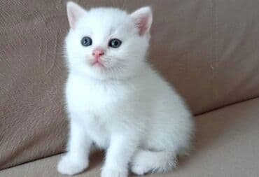 Şinşilla, Erkək, Dişi