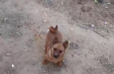 xas: 8 ay, Dişi — 1