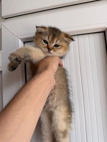 şotlan pişik: Şotland yastı qulaq, Erkək, Dişi, Yaxşı əllərə, Ünvandan götürmə, Pulsuz çatdırılma, Ödənişli çatdırılma — 205