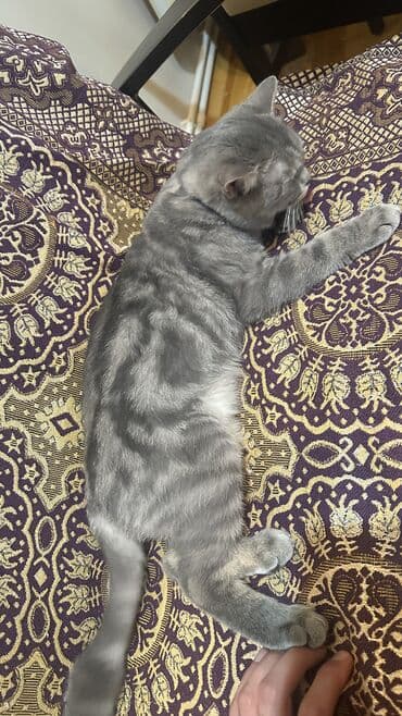 белый котенок в добрые руки: Шотландская, Самец, В добрые руки, Самовывоз, Платная доставка, Доставка в районы — 5