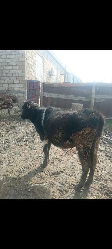 Бараны, овцы: Satılır: qara-ağ rəngdə dana - Növlər: yerli qarışıq cins, qara fon — 4