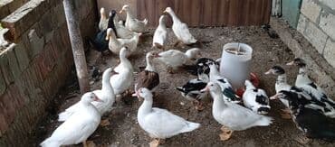 lal ördək balasi: Satılır kim istəsə zakaz edə bilər.Ünvan Biləsuvar — 12