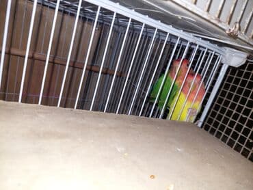 cuce qefes: Sevgi quşları (Agapornis) – 2 ədəd - Növ: Agapornis (sevgili/papağan — 1