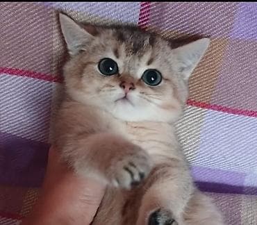 silver sinsilla: Şinşilla — 1