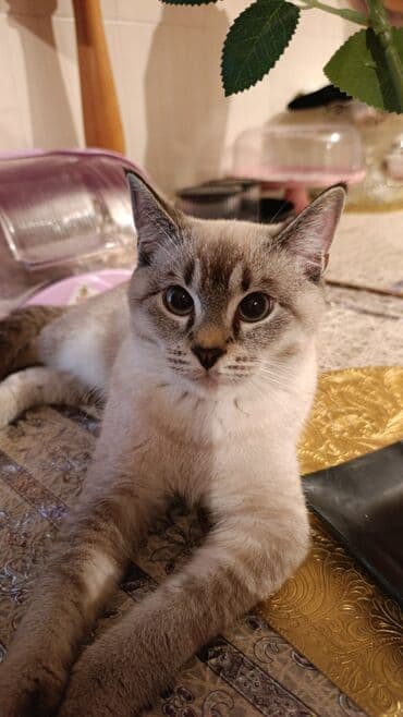 böyüməyən pişik: Erkək, Ünvandan götürmə — 1