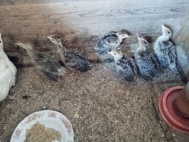 cuceye verilen adlar: Dişi, Amerika, Damazlıq, Ödənişli çatdırılma — 3